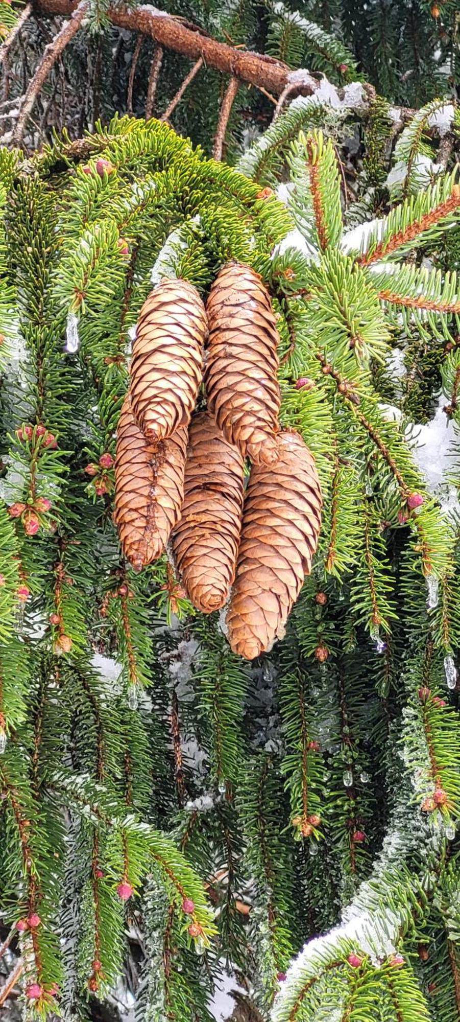 Gite Forestier Du Moulin Raon-sur-Plaine Esterno foto
